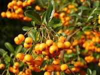 Pyracantha coccinea