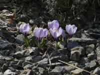 Šafrán jarní 'Pickwick' (Crocus vernus)