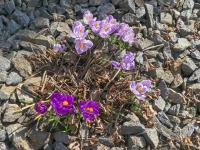 Šafrán jarní 'Pickwick' (Crocus vernus)