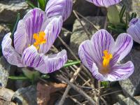 Šafrán jarní 'Pickwick' (Crocus vernus)