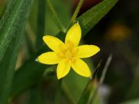 Tvrzeň (Hypoxis villosa)