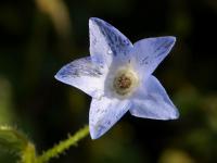 Brutnák (Borago pygmaea)