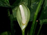 Alokázie (Alocasia cucullata)