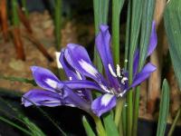 Babiana (Babiana framesii)