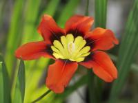 Sparaxis trojbarvá (Sparaxis tricolor)