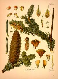 Weisstanne (Abies alba)