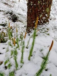 Sprossende Bärlapp (Spinulum annotinum)