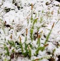 Sprossende Bärlapp (Spinulum annotinum)