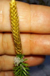 Sprossende Bärlapp (Spinulum annotinum)