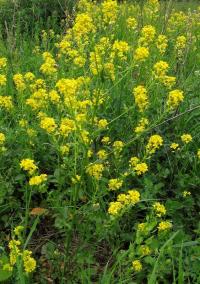 Barbarea vulgaris subsp arcuata