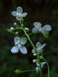 Peltaria alliacea