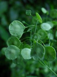 Peltaria alliacea