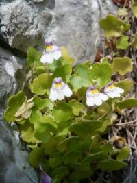 Zvěšinec trojlaločný (Cymbalaria microcalyx)