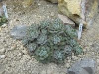 Dužnatka štětinatá (Echeveria setosa)