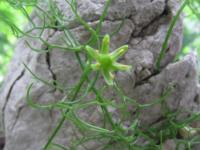 Bovie (Bowiea volubilis)