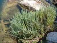 Slanorožec (Salicornia maritima)