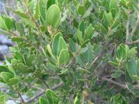 Jamovec širokolistý (Phillyrea latifolia)