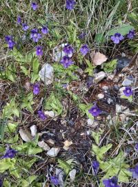 Tučnice velkokvětá (Pinguicula grandiflora)