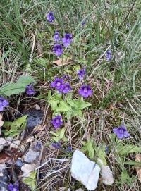 Tučnice velkokvětá (Pinguicula grandiflora)