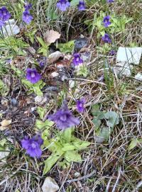 Tučnice velkokvětá (Pinguicula grandiflora)